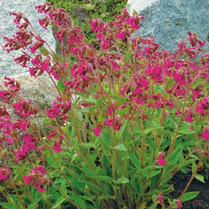 Picture of Herb Red Campion (Silene Dioica)